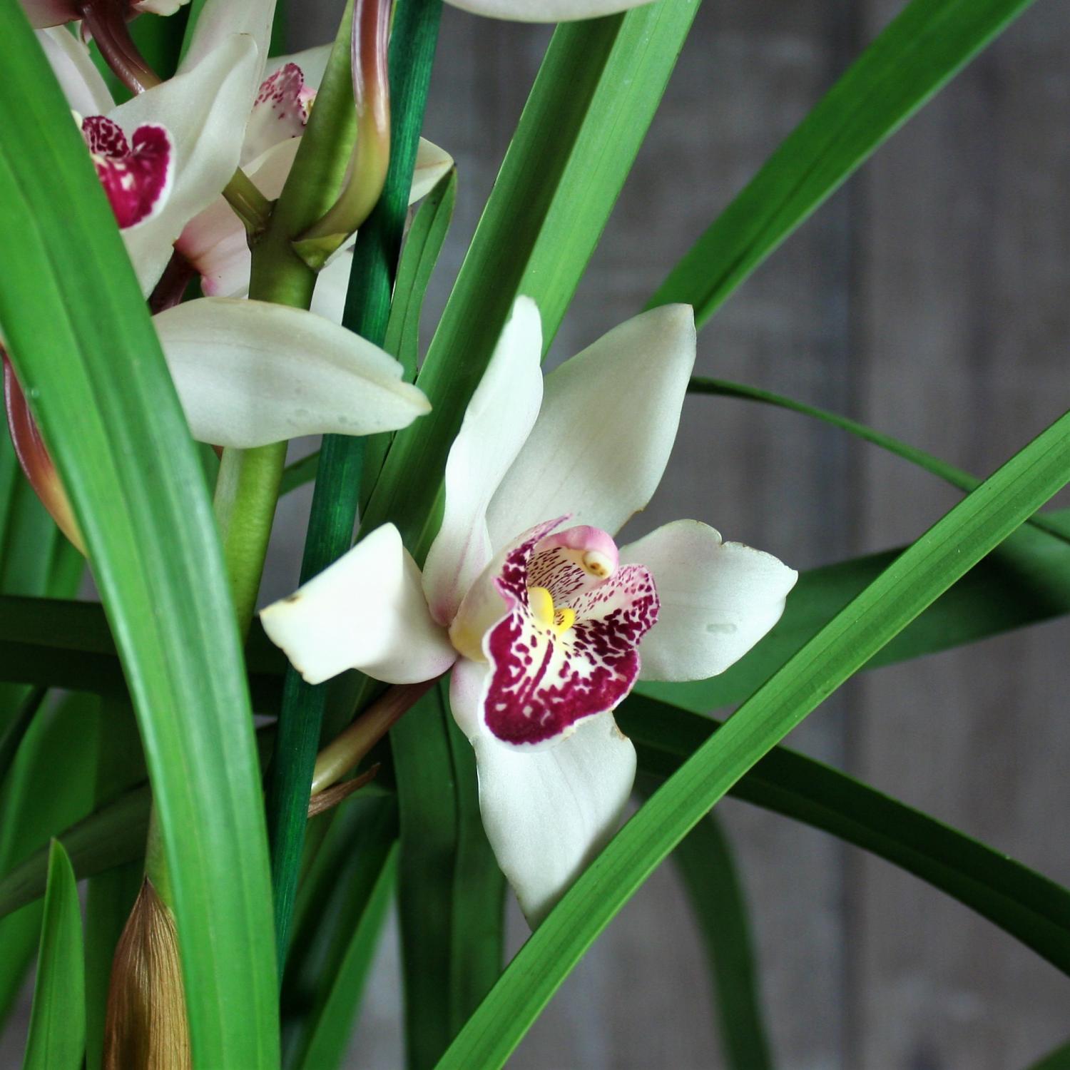 Орхидея цимбидиум как ухаживать. Орхидея Cymbidium. Цветок Цимбидиум. Королевский Цимбидиум. Цимбидиум Сноукастл.